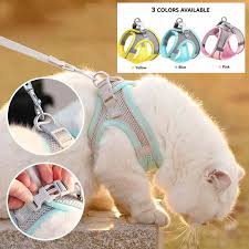Dog Leashes and Collars