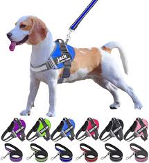 Buy Pet Leashes Nashville