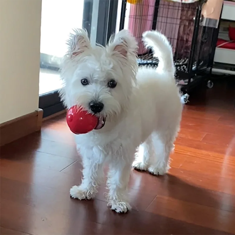 Squeaker Ball Dog Toy - Image 5