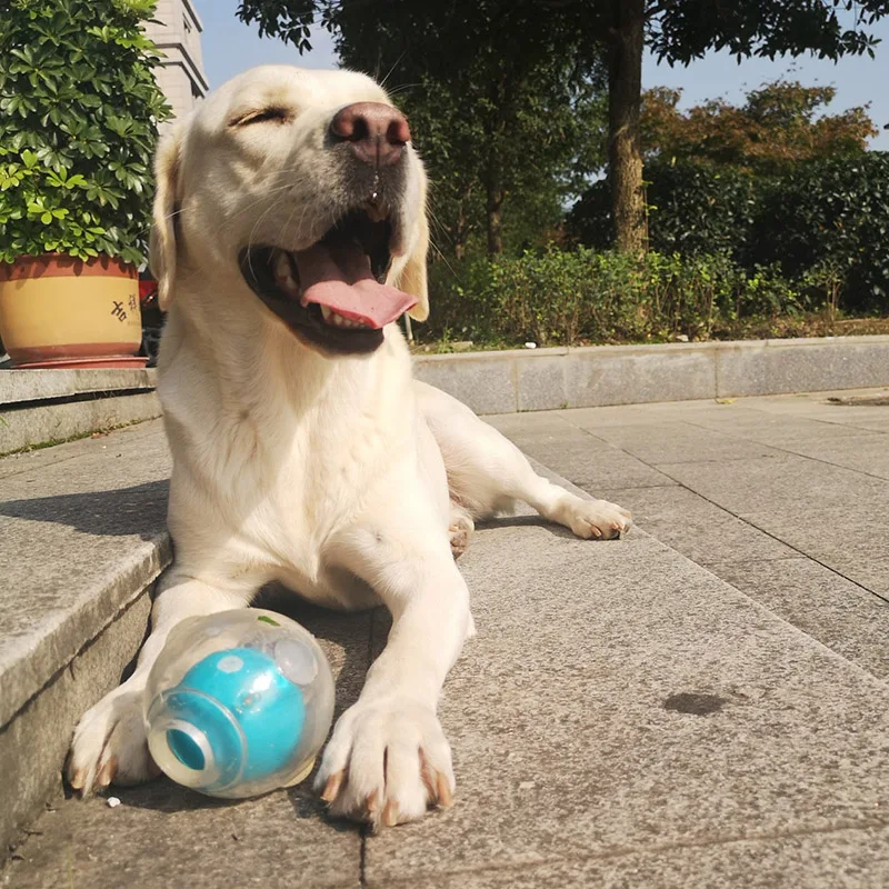 Squeaker Ball Dog Toy - Image 4
