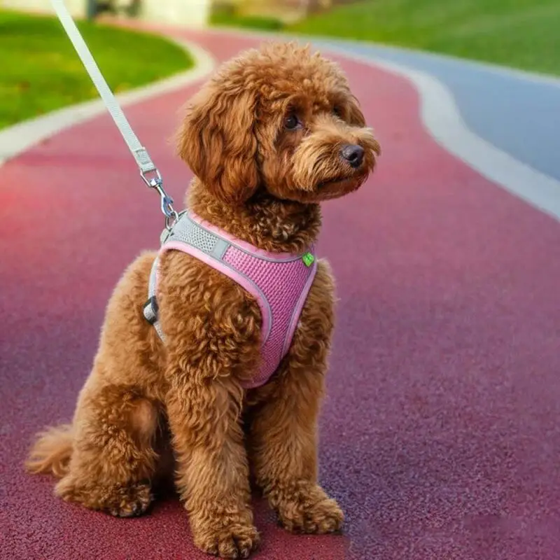 Reflective Mesh Pet Harness - Image 6